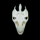 Soft-Shelled Turtle Skull | Natural Animal Bone Specimen